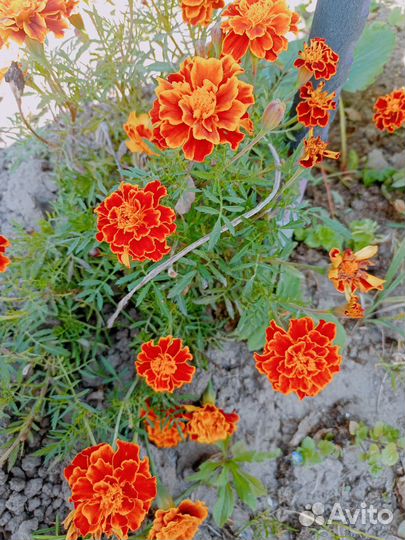 Семена бархатцев (жёлтые, пёстрые оранжевые)