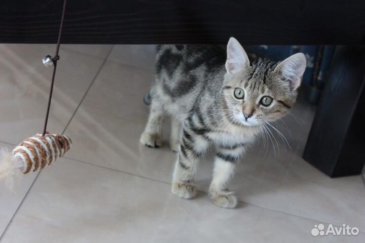 Помесь бенгала девочка