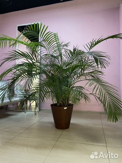 Пальма хамедорея