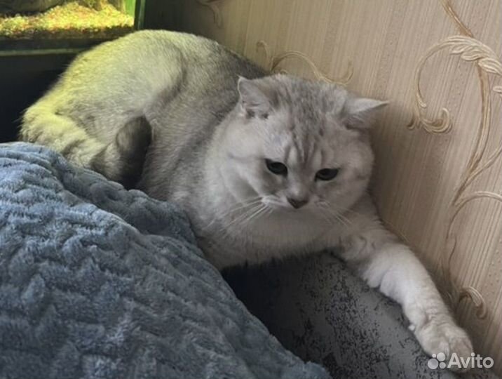 Шотландский кот вязка