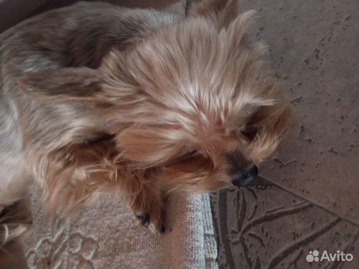 Собака маленькая порода девочка