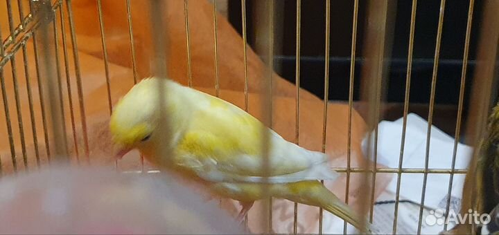 Канарейки и кенары