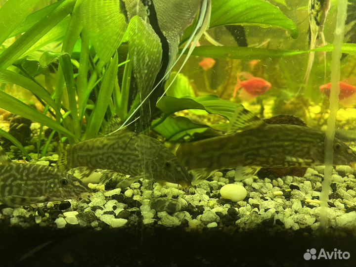 Боция мраморная