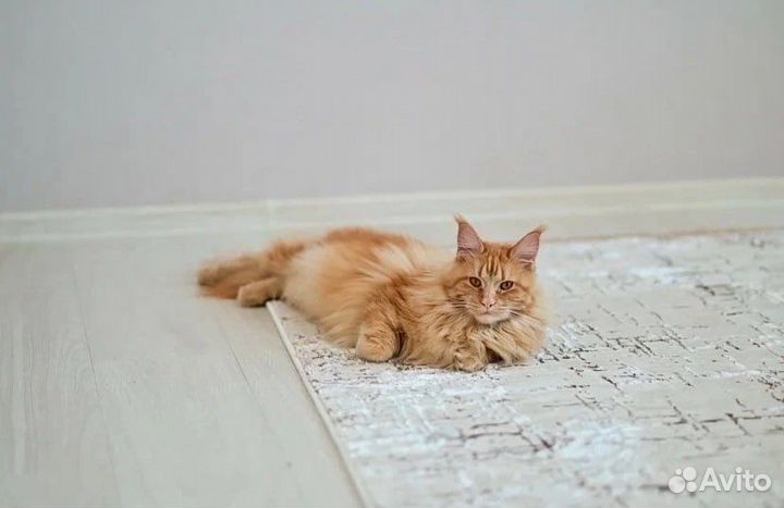 Вязка кошки мейн-кун