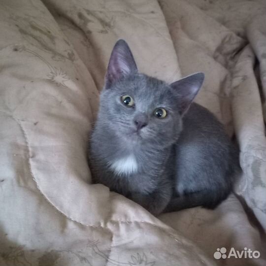 Котенок в добрые руки