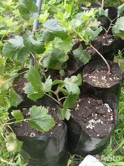 Саженцы йошты (гибрид крыжовника и смородины)