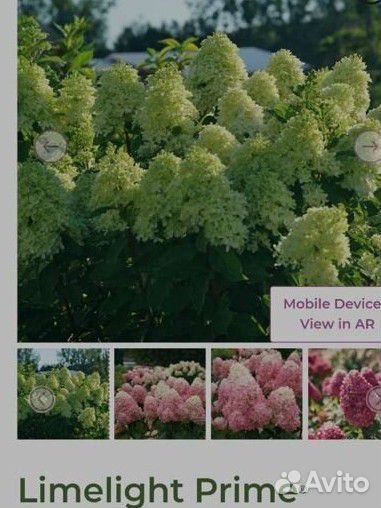 Лайм лайт прайм гортензия метельчатая Р9 новинка