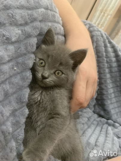 Британская