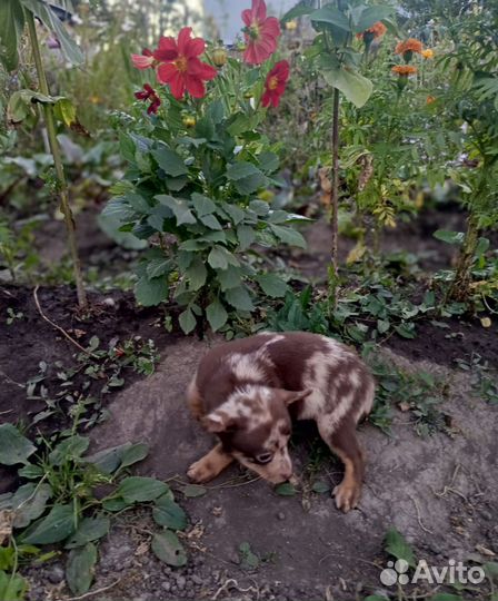 Редкий шоколадик