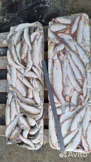 Ряпушка мороженая, брикетированная 18+