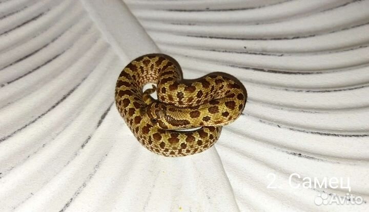 Свиноносый уж