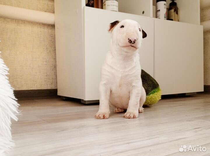 Щенки бультерьера