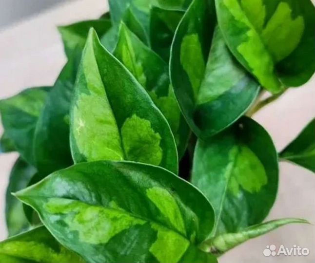 Комнатные растения цветы Сциндапсус Эпипремнум