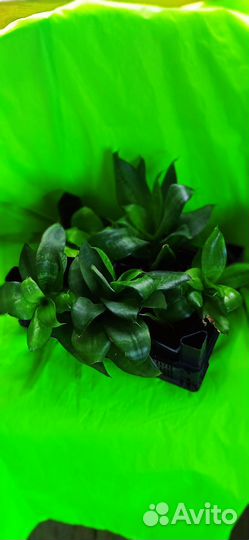 Сансивиерия