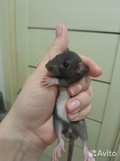 Крысята дамбо