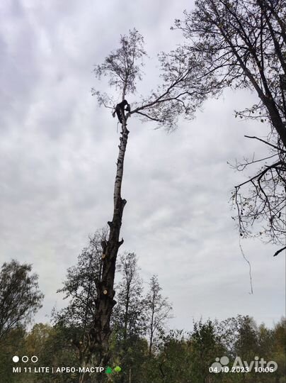 Удаление деревьев. Расчистка участка Шишкин лес