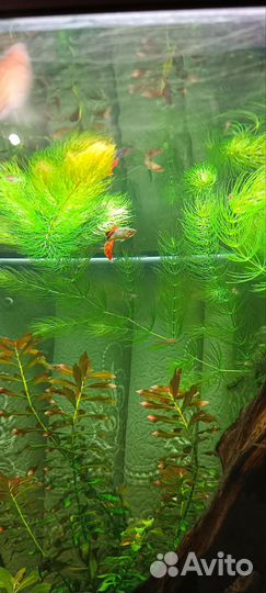 Аквариумное растение, роголистник