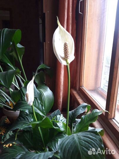 Женское счастье. Розетки