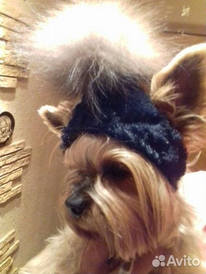 Шапка для собаки