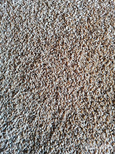 Семена мягкой пшеницы