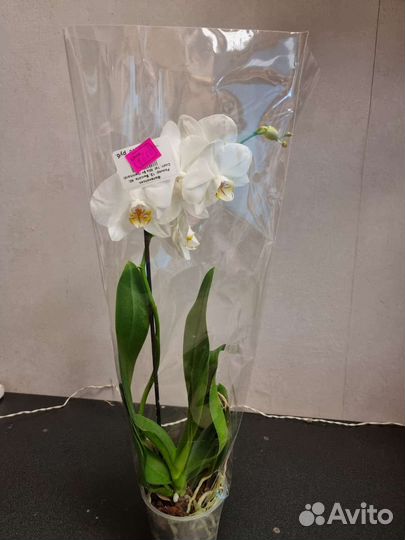 Фаленопсис. Орхидея