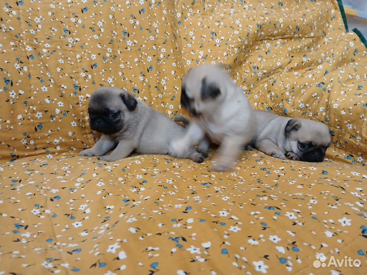 Мопсики щенки, Кореновск