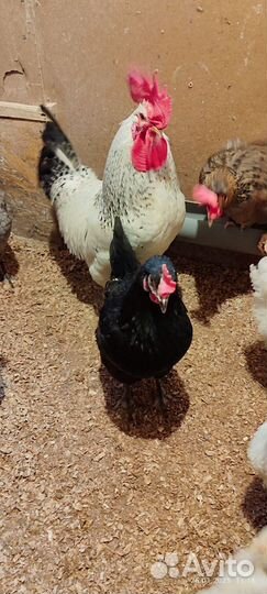 Инкубационное яйцо кур несушек