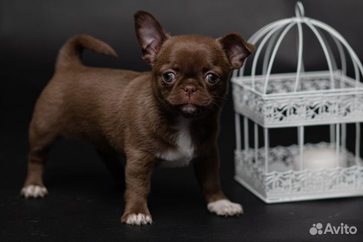 Чиахуа шоколадный (лиловый)