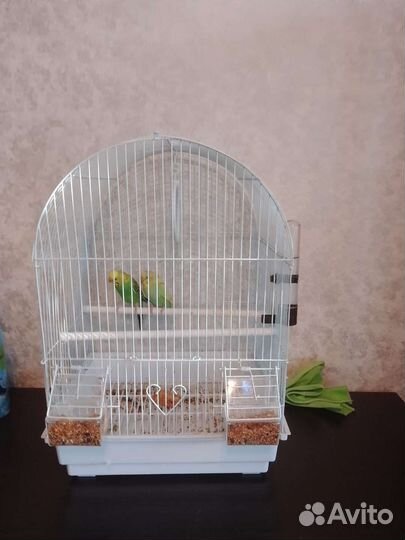 Волнистые попугаи самка и самец