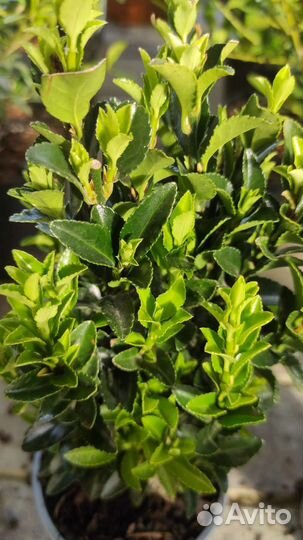 Бересклет японский Эндомасаки Эректа