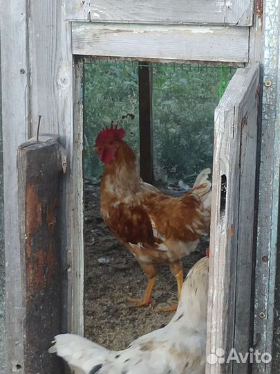 Молодые петухи