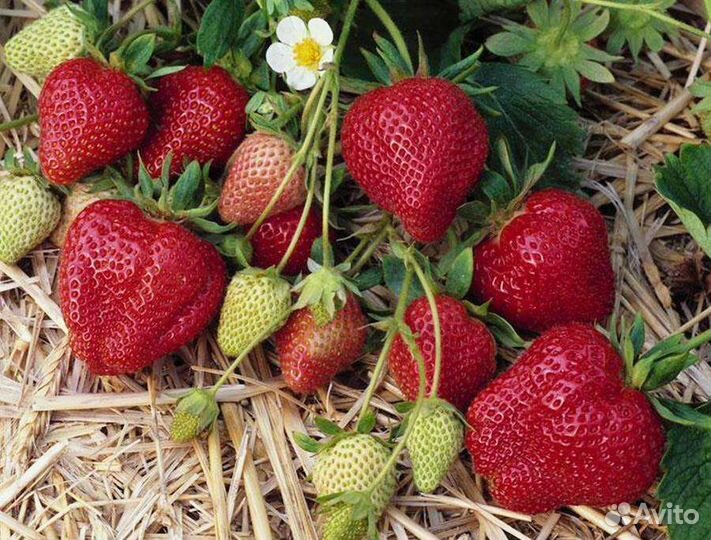 Рассада усов Виктории Геркулес