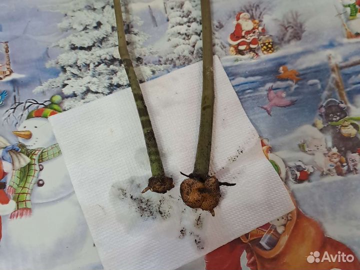 Замиокулькас