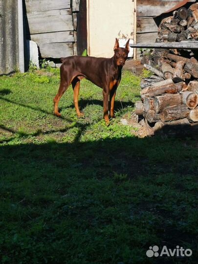 Доберман(вязка )