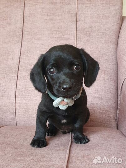 Малыш Чарли из приюта