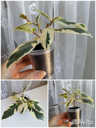 Фикусы Де гантель, Пикси, Альбомаргината