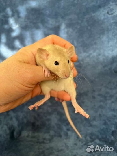 Крысы дамбо. Большой выбор