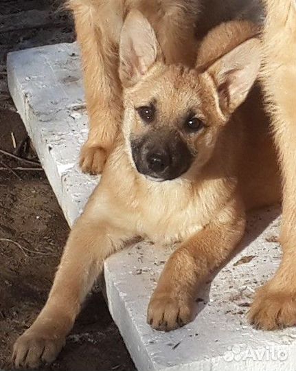 Щенок-подросток. Девочка