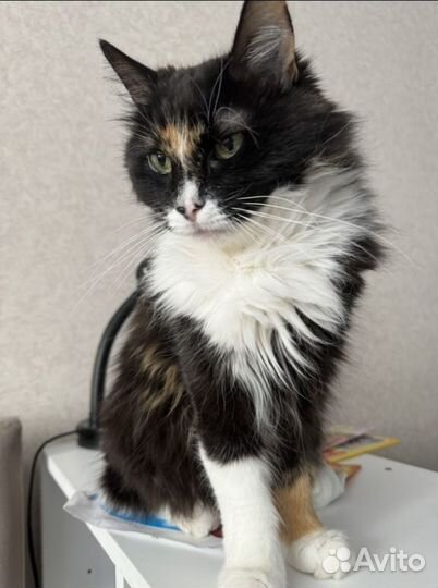 Кошечка