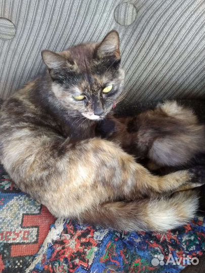 Котята отдам в добрые руки бесплатно
