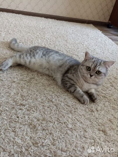 Продам кошку