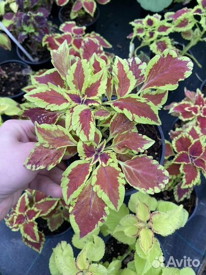 Колеус блюма д13