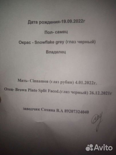 Африканский ежик