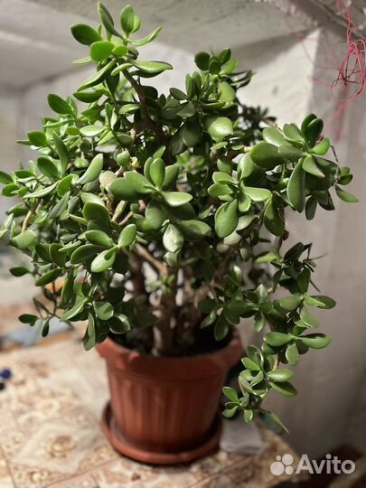 Толстянка, денежное дерево