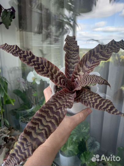 Цветы для дома