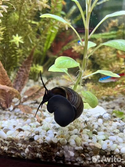 Ампулярии цветные