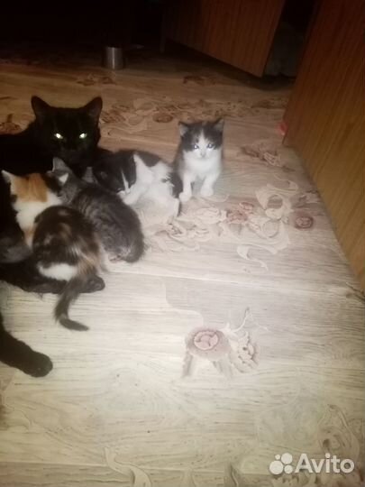Кошка в дар бесплатно