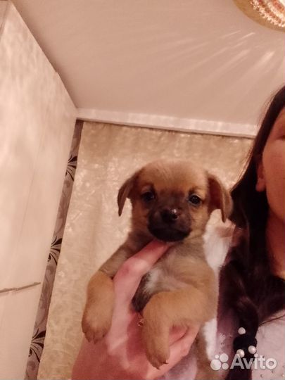 Щенок в добрые руки бесплатно маленькая порода