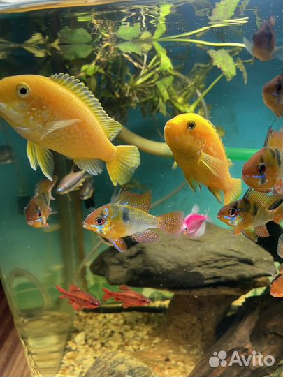 Цихлида Еллоу самец