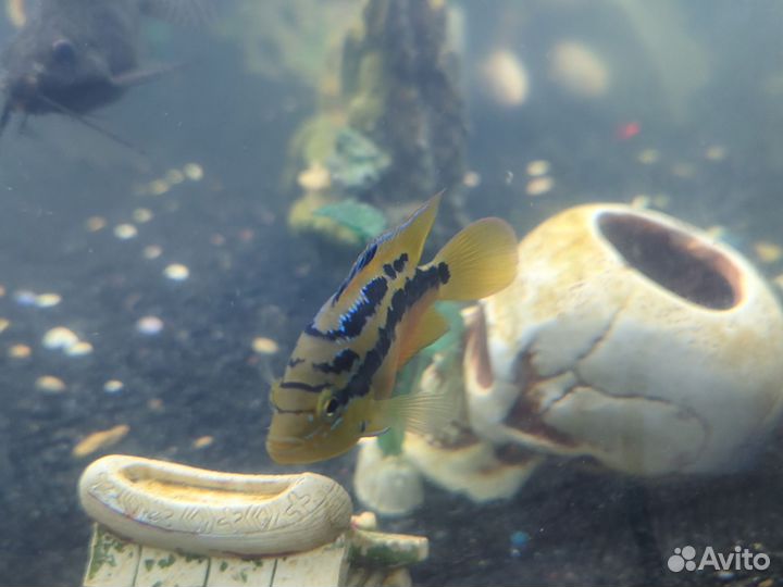 Аквариумные рыбки